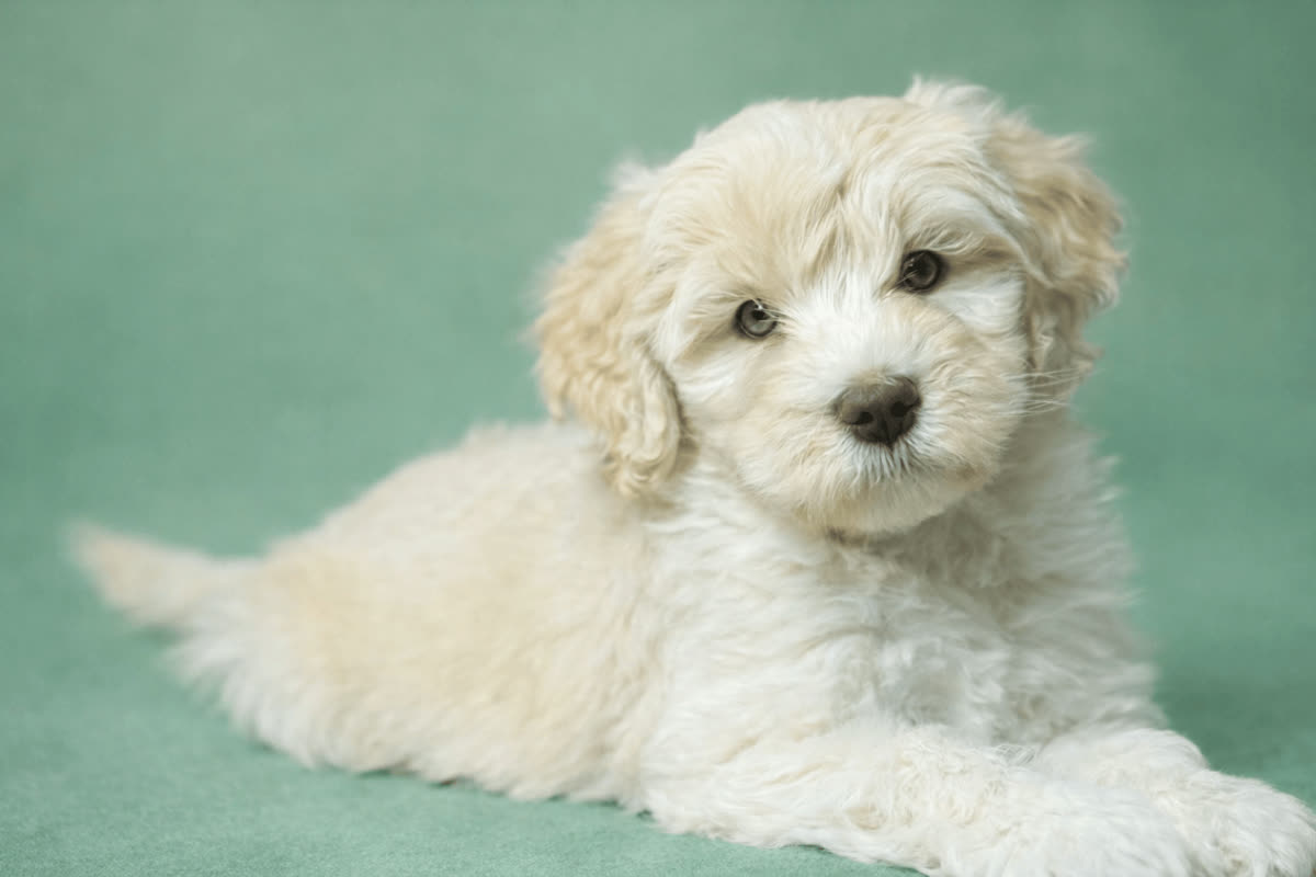 A calm puppy resting peacefully on a soft blanket